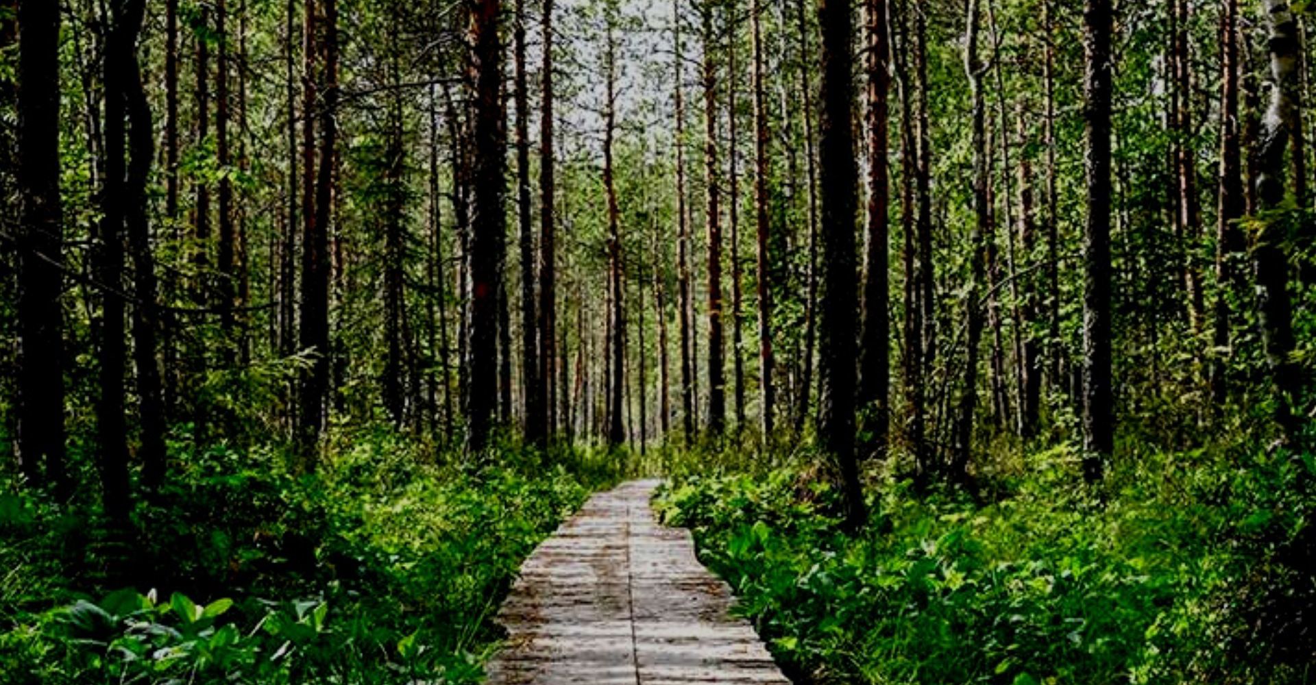 Forrest